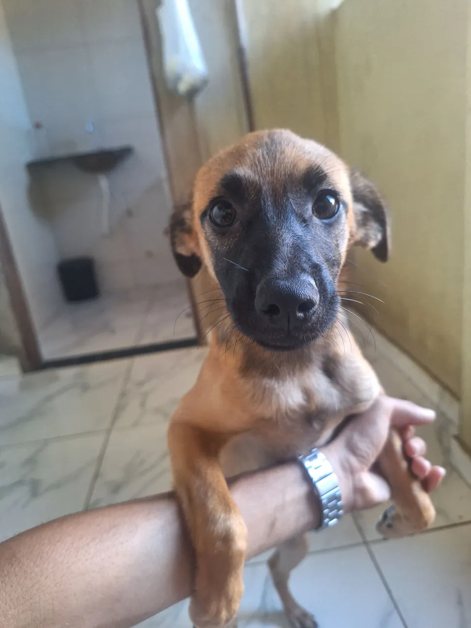 Filhote adorável à procura de um lar!