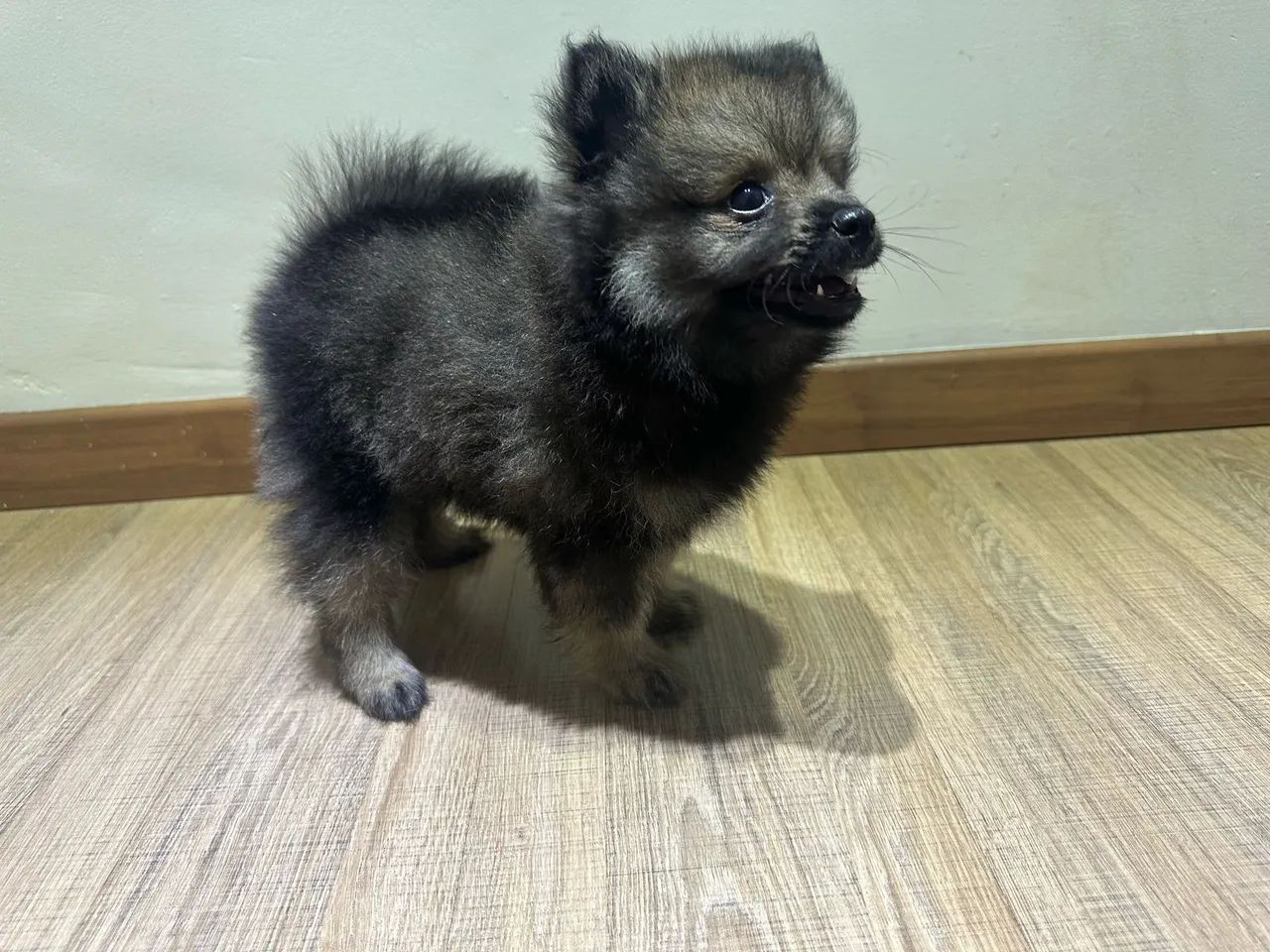 Filhote de Lulu da Pomerania - Foto 3