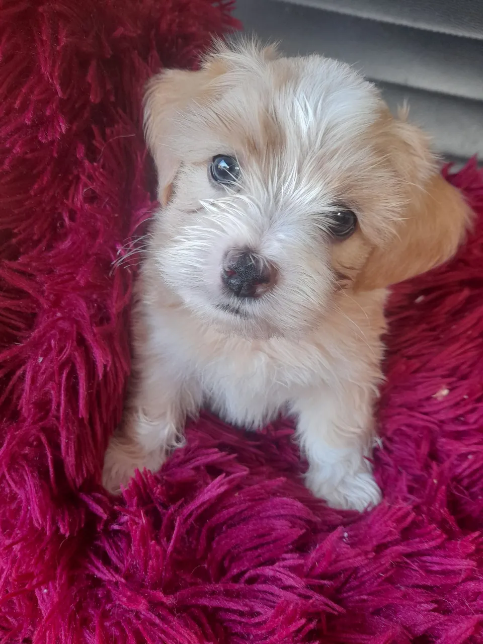 Filhote lhassa apso