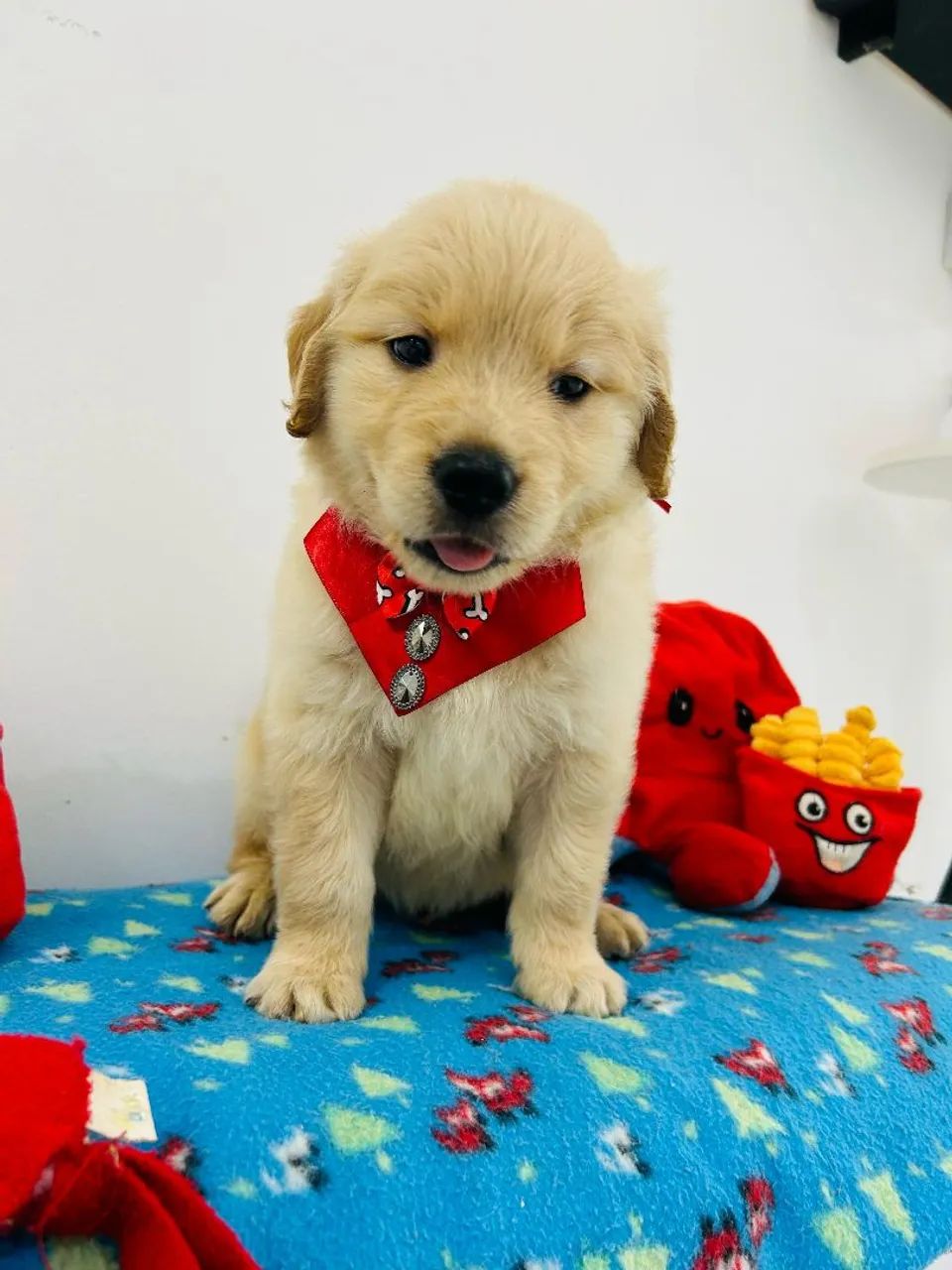Filhote de GOLDEN RETRIEVER  - Foto 5