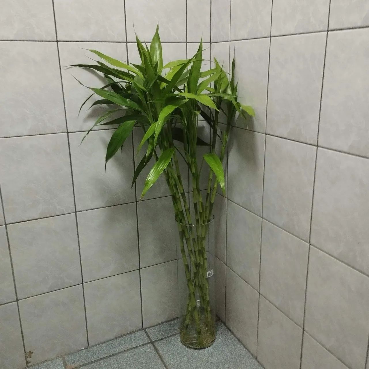 Bambu da sorte e bambú Mosso grandes e enraizado  - Foto 3