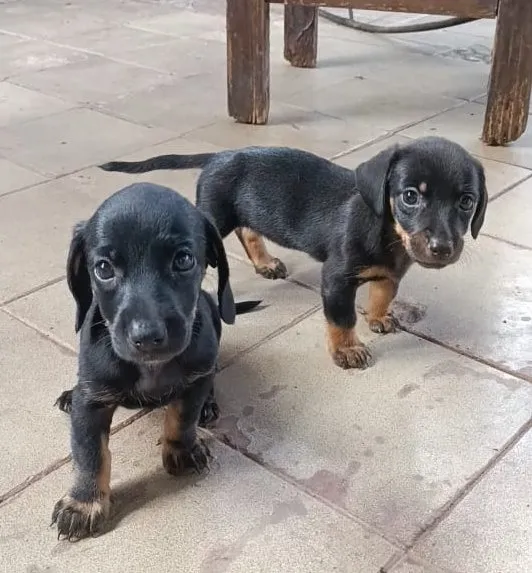 Filhote de Teckel (Dachshund)
