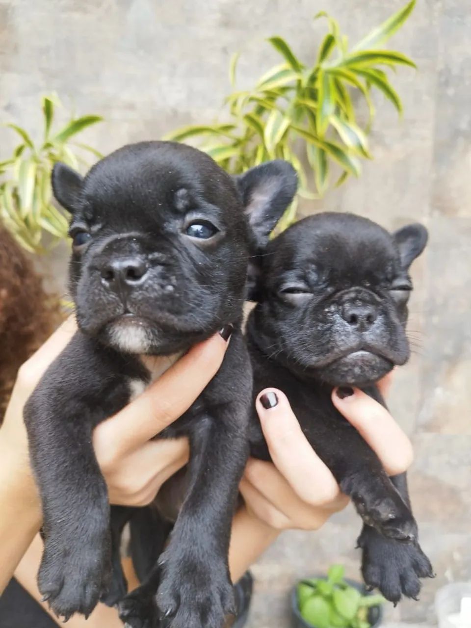 Vende_se filhotes buldog francês  com american bully  - Foto 3