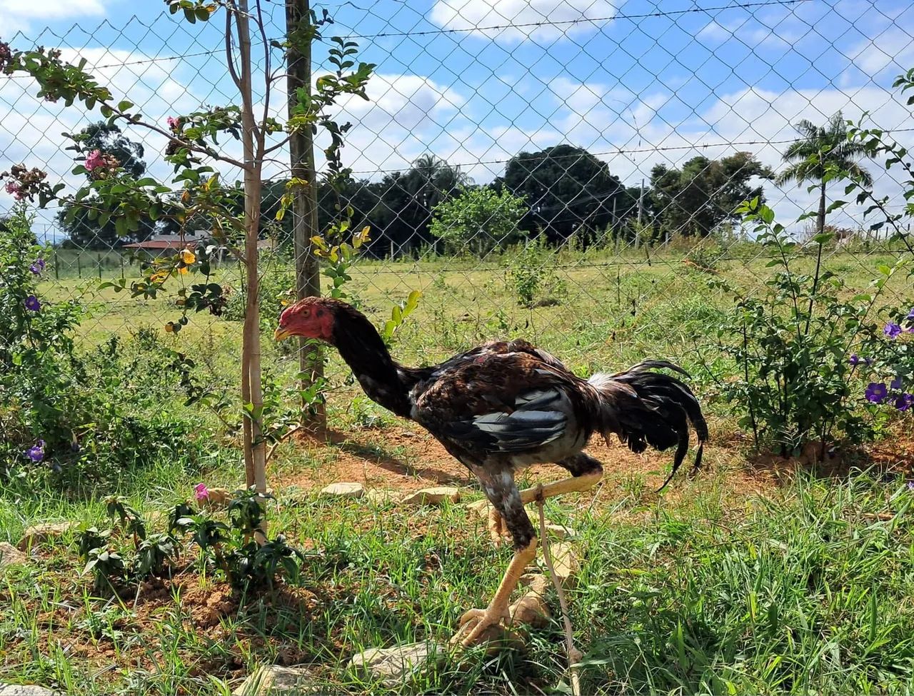 Galo de raça ornamental.
