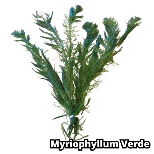 Kit 9 Plantas Naturais Lowtech Aquario 45 Ramos  + Brindes Ludwigia Rotala Bacopa Amania V - Foto 3