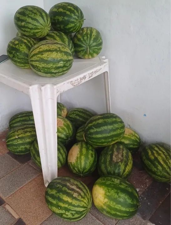 Melancias deliciosas para venda tanto no varejo quanto atacado  - Foto 3