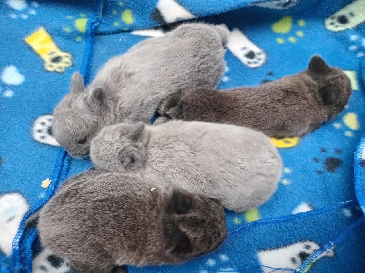 Coelhinhos Bebês Fofinhos