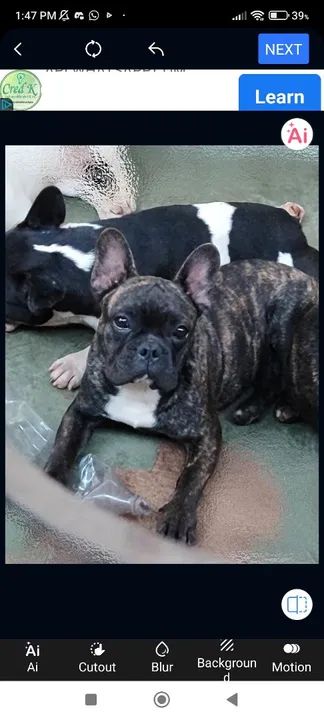 Bulldog machinhos com pedigree  - Foto 2