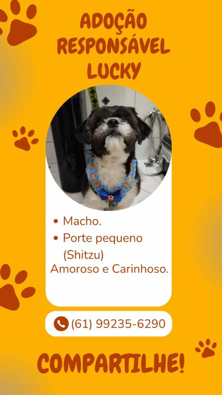 Shih Tzu para adoção responsável - Lucky