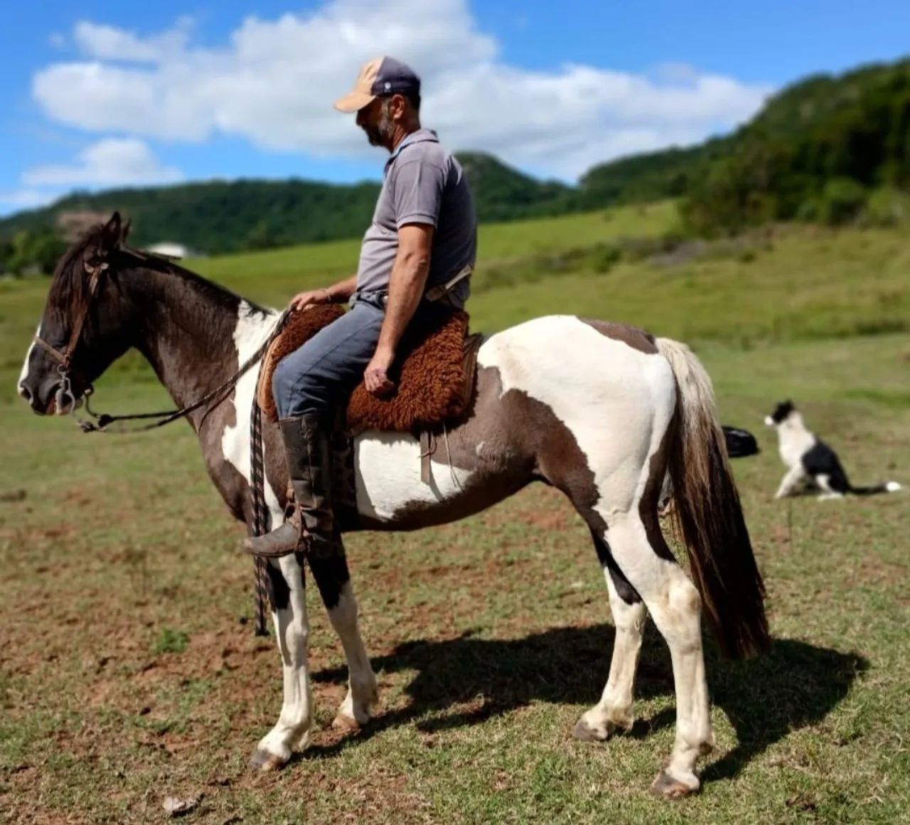 Castrado de patrao grande e forte e bem manso  - Foto 4
