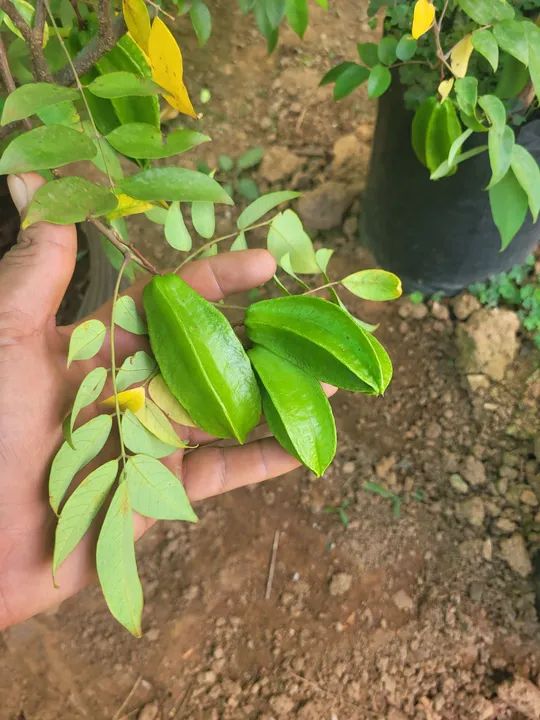Mudas Frutíferas Enxertadas  - Foto 5