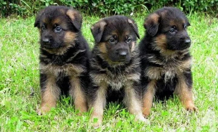 Pastor Alemão raça mais linda inteligente e carinhosa 