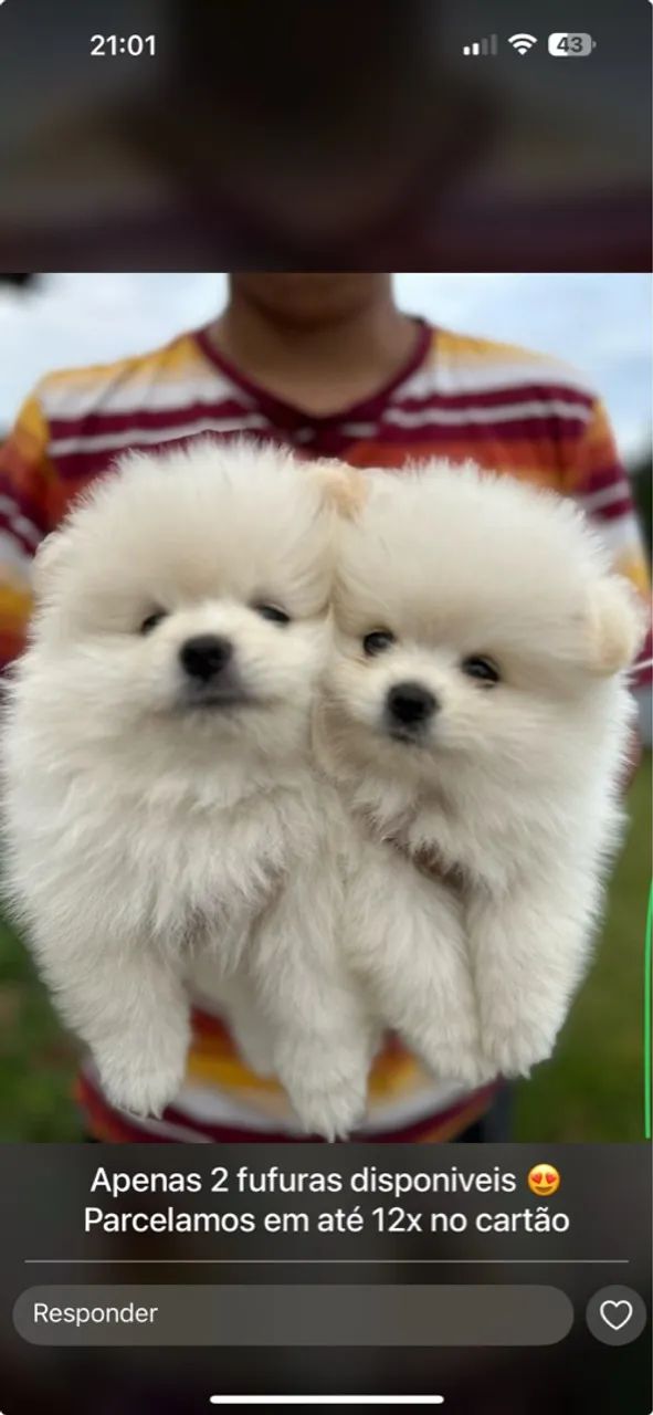 Filhótes de Lulu da pomerania  - Foto 2