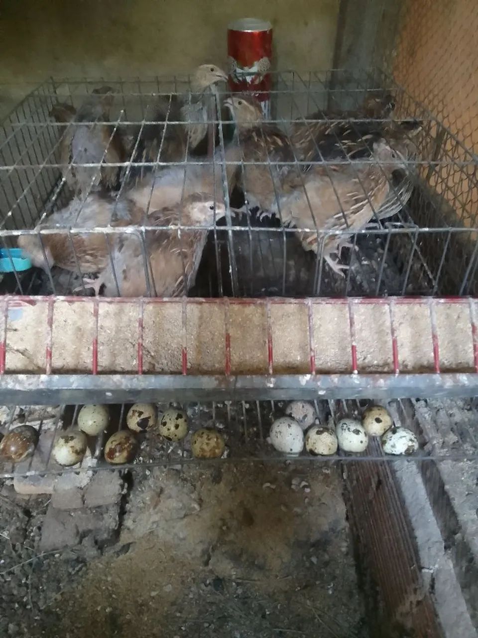 Vendo codornas femias a 15 e machos a 5 reais a sinba de 10 - Foto 4