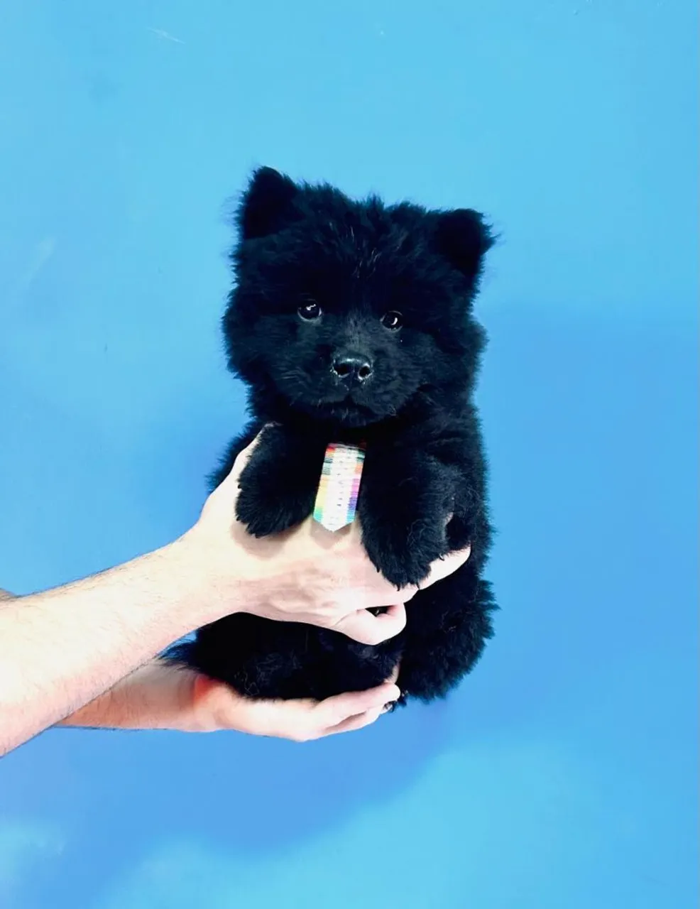 Filhotes de Chow-Chow