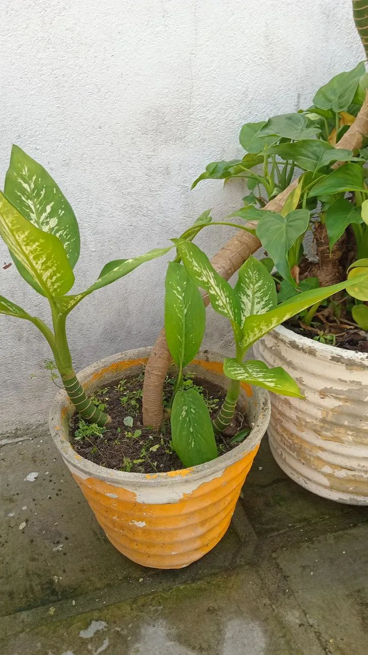 Plantas diversas  - Foto 2