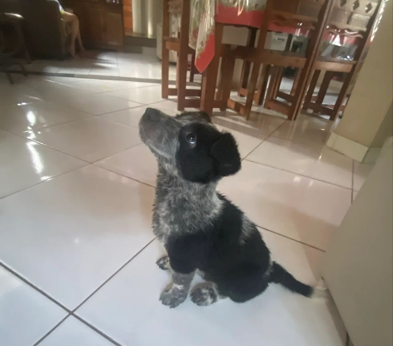 Pastor alemão com Borde Colie