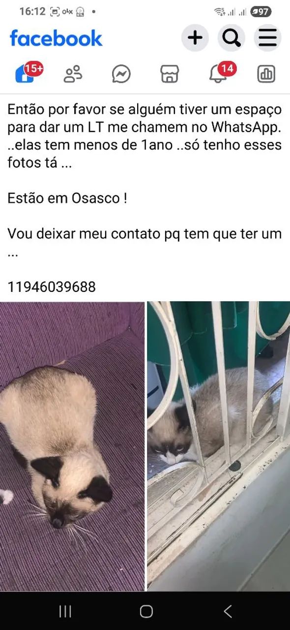 Varios gatinhos para adoção  - Foto 3