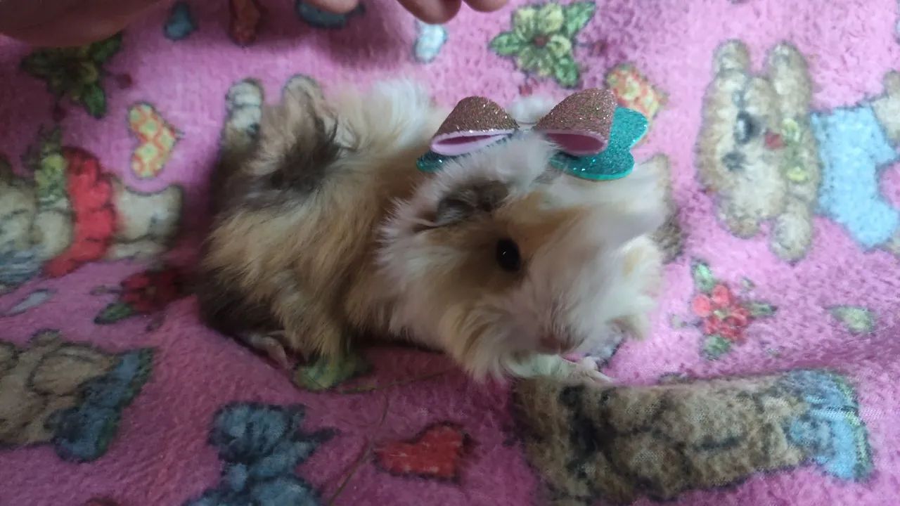 Porquinha da índia da raça peruana . - Foto 3