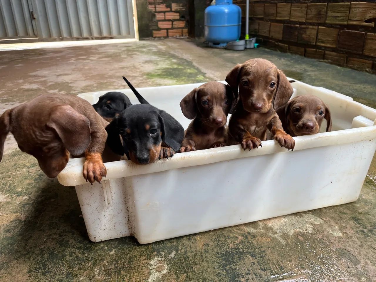 Filhotes de Dachshund - Foto 2