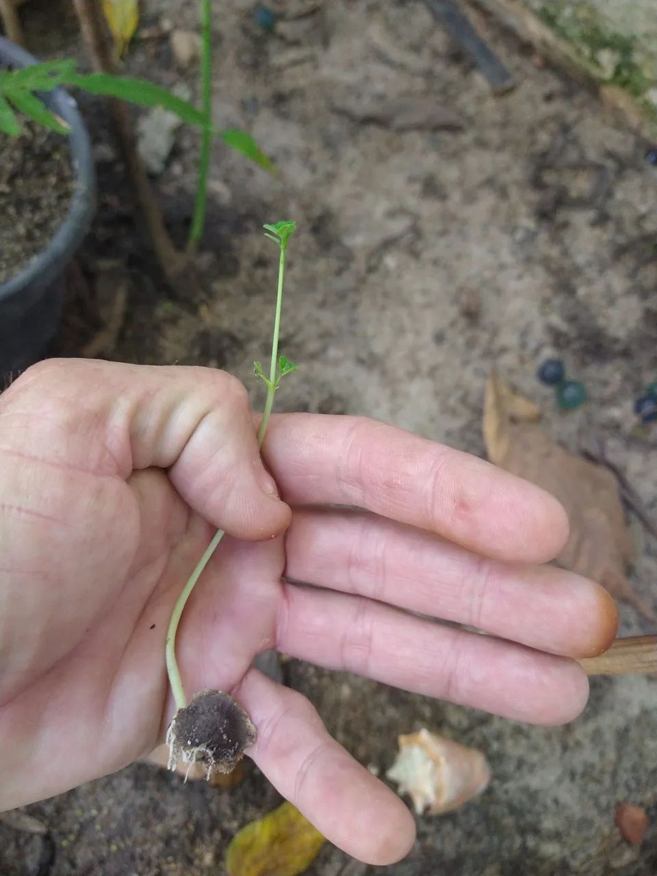 Cinco mil sementes de moringa - Foto 2