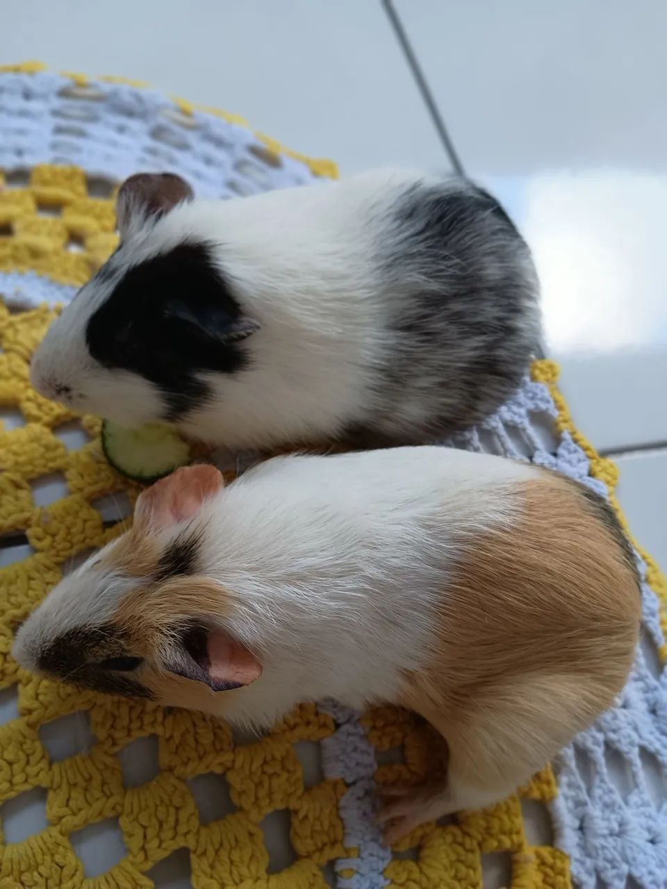 Casal de porquinho da índia  - Foto 2