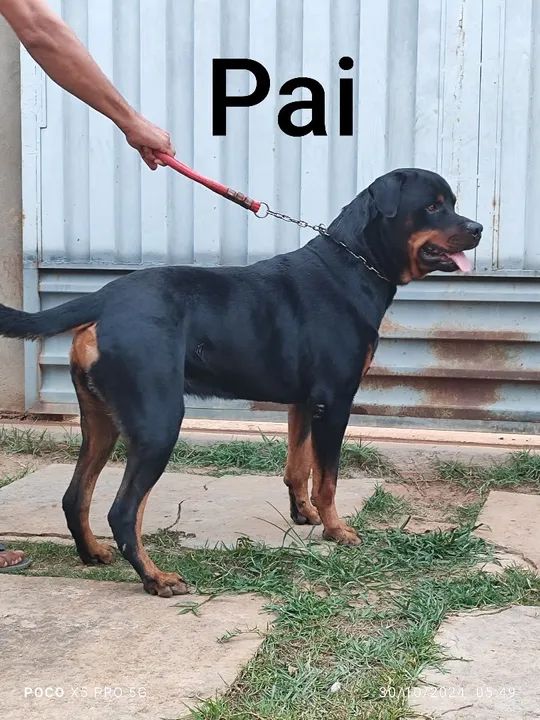 Filhote Rottweiler cabeça de touro - Foto 2