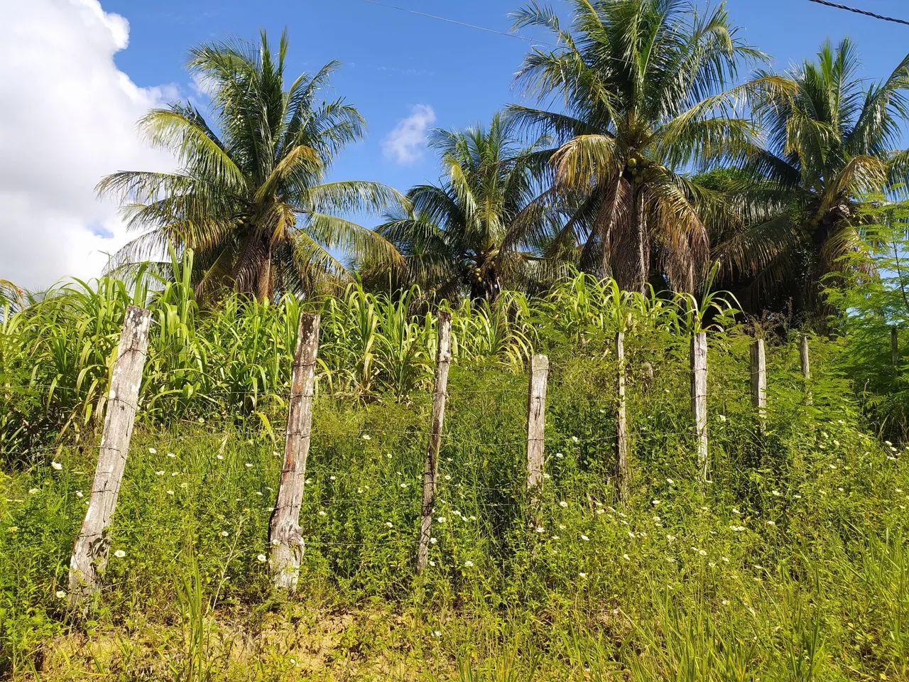 Terreno a venda Santa Cruz Cabrália  - Foto 4