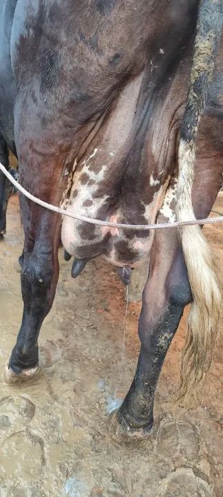 Vendo ou troco vacas girolanda - Foto 6