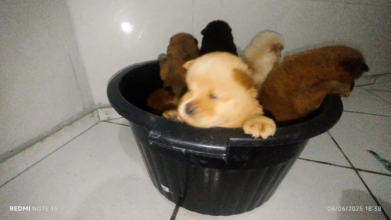 Filhotes de Chow-Chow disponíveis!
