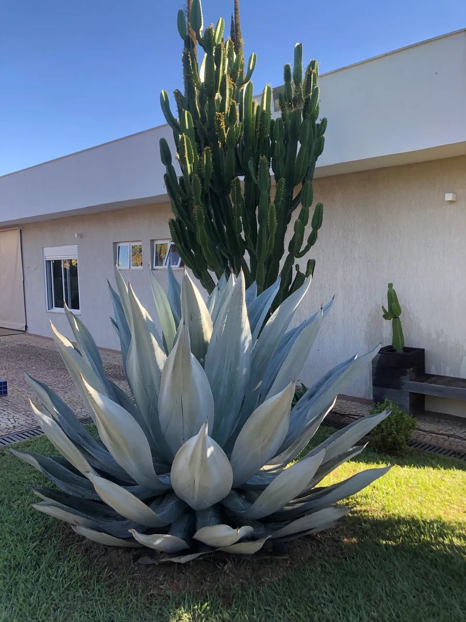 Mudas de Gávea Azul - Foto 2