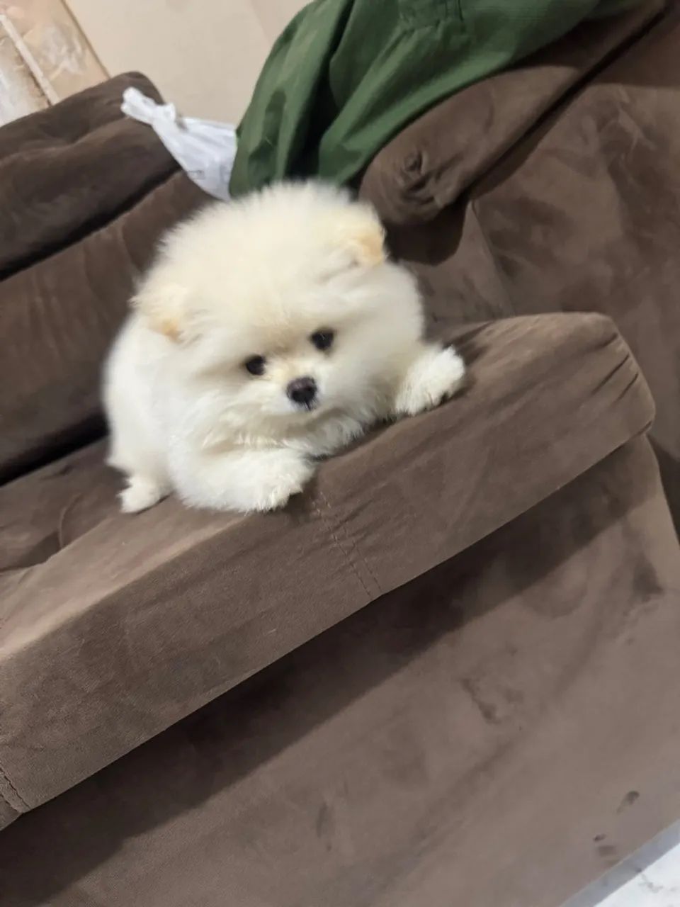 Filhótes de Lulu da pomerania  - Foto 3