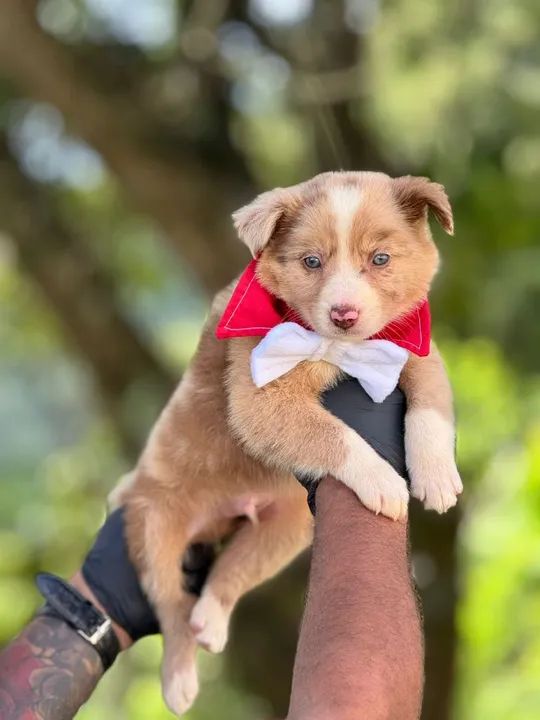 Border Collie Macho e Fêmea- Carinhoso, brincalhão e adora correr.