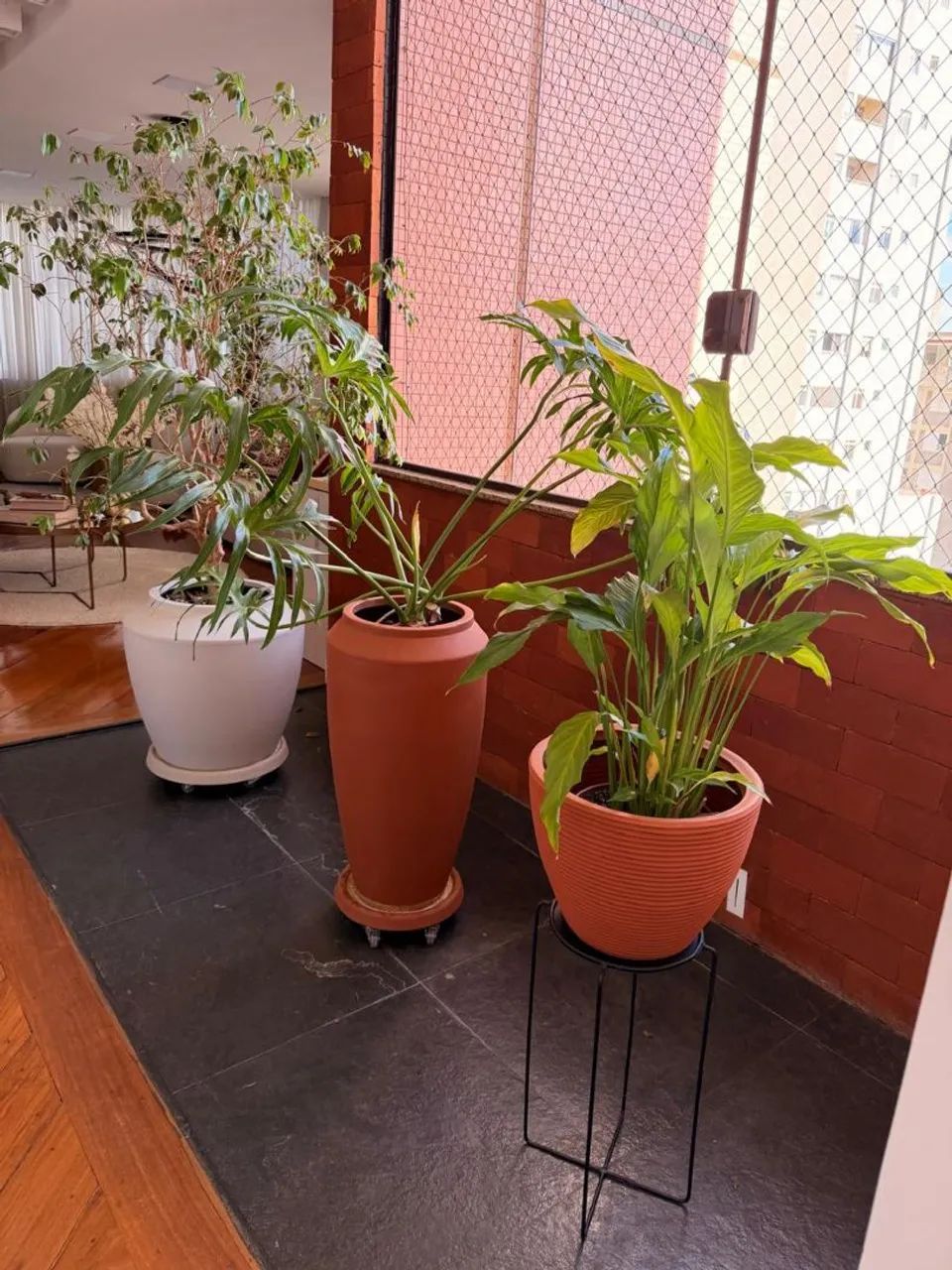 Vasos com plantas(jabuticabeira/lirio da paz/guaimbé)