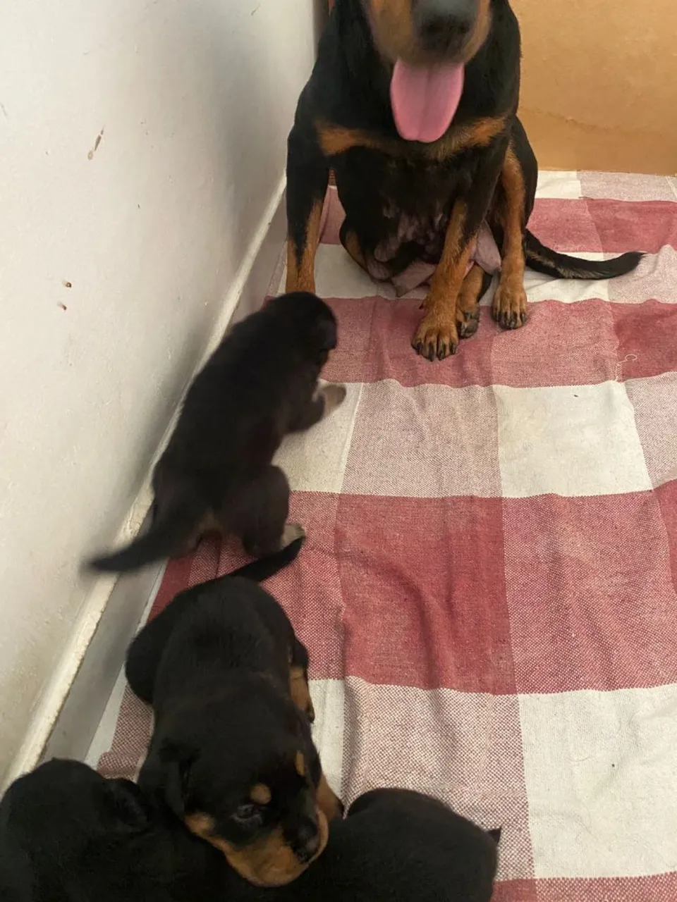 Filhotes de Rottweiler