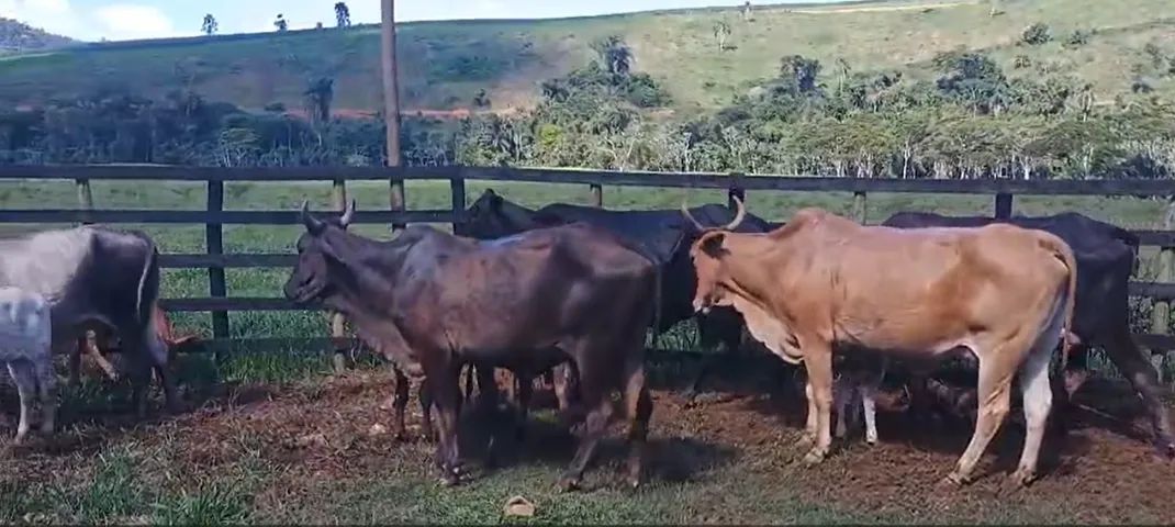 Vacas Paridas - Foto 2