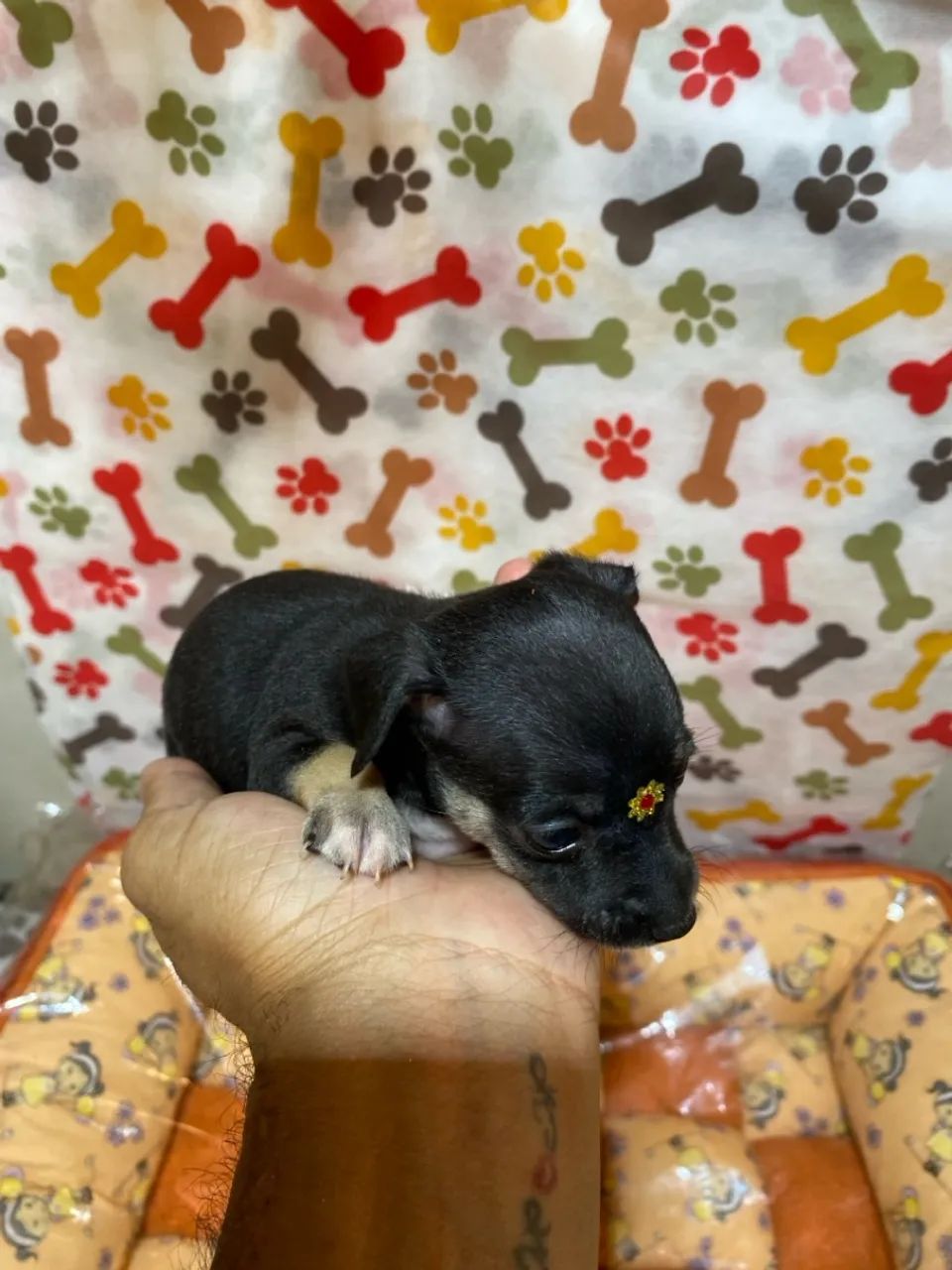 Filhotes de Pinscher fêmea zero - Foto 3