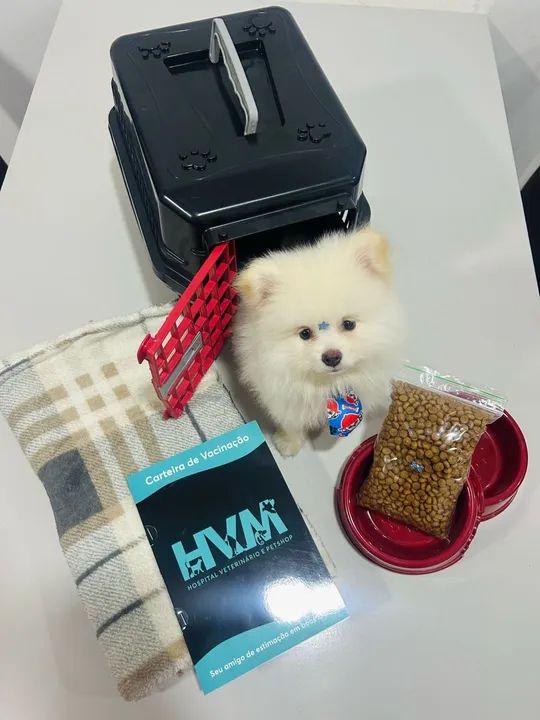 Filhote de Spitz Alemão - Foto 6