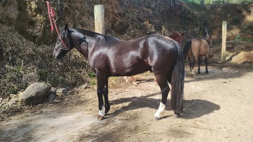 Cavalo crioulo com documento  - Foto 5