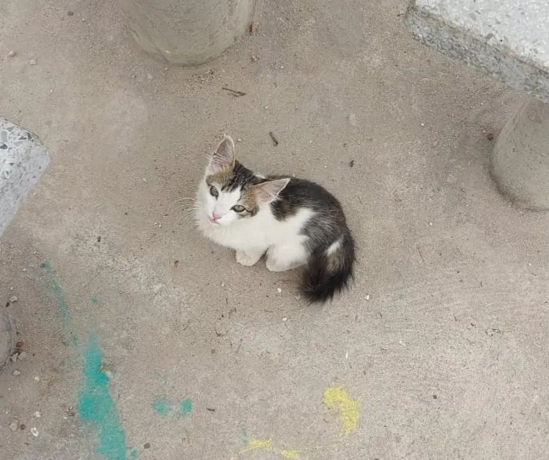 Gatinho filhote a procura de um lar! - Foto 2
