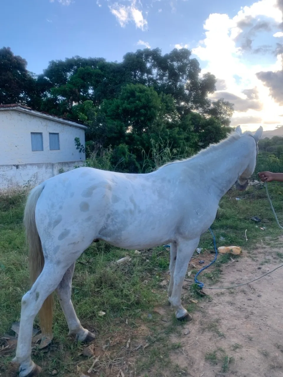 Cavalo 6 anos 