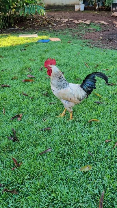 Galo De Seleção - Genética para Ovos Multicoloridos