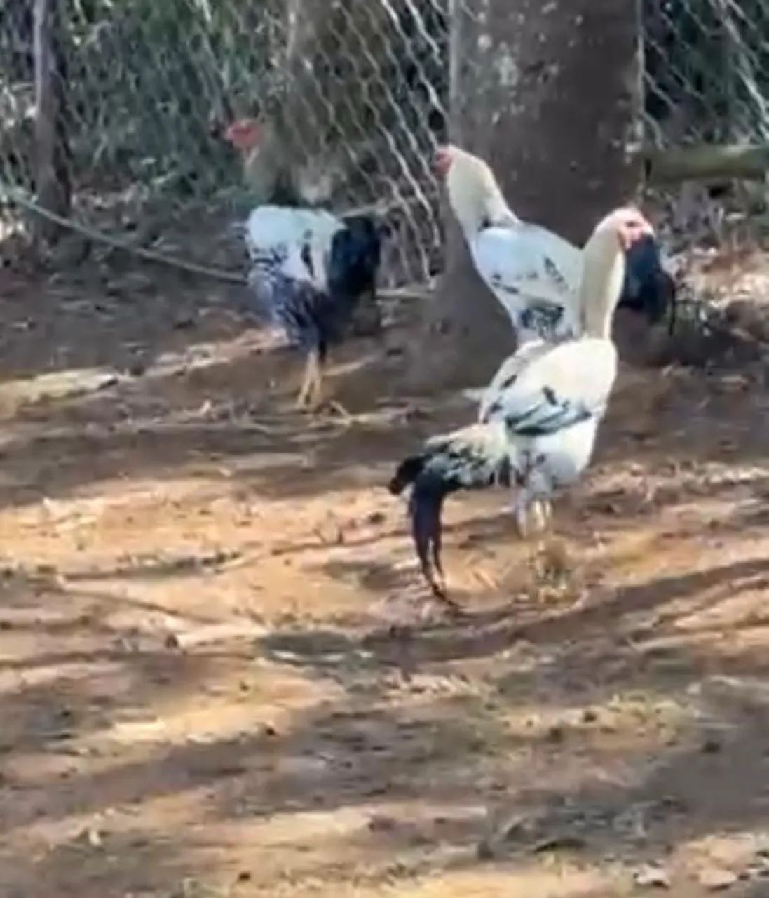 Variedades de galinhas e franguinhas  - Foto 5