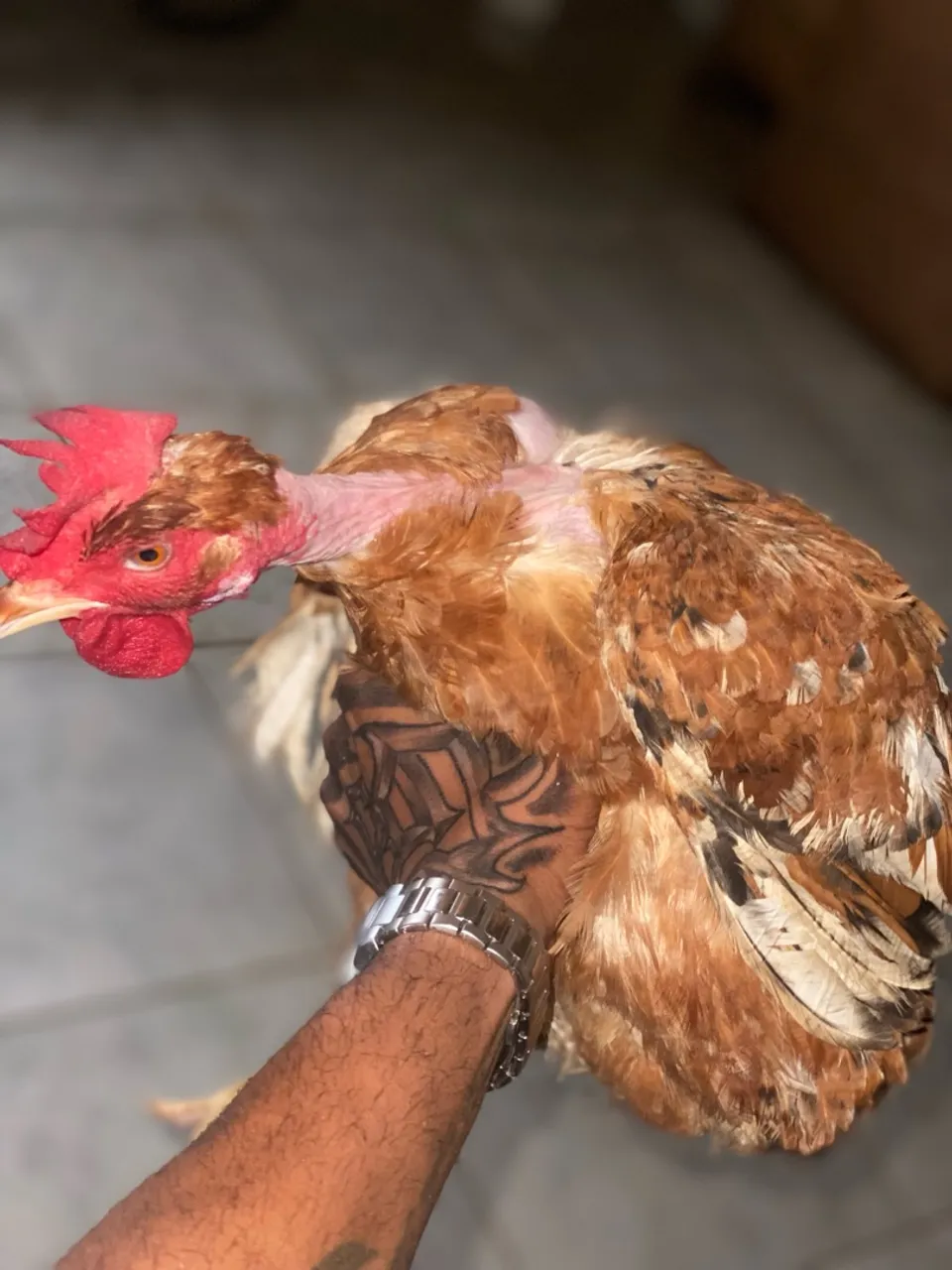 Galinha com pescoço pelado e galo