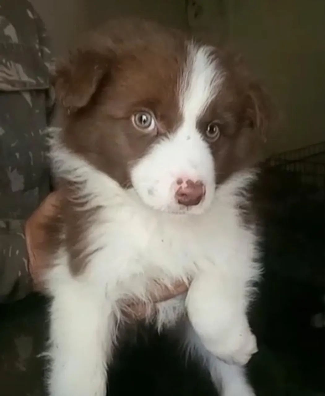 Border Collie inteligente