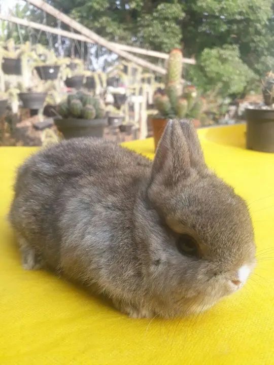 Coelho anão importado  - Foto 2