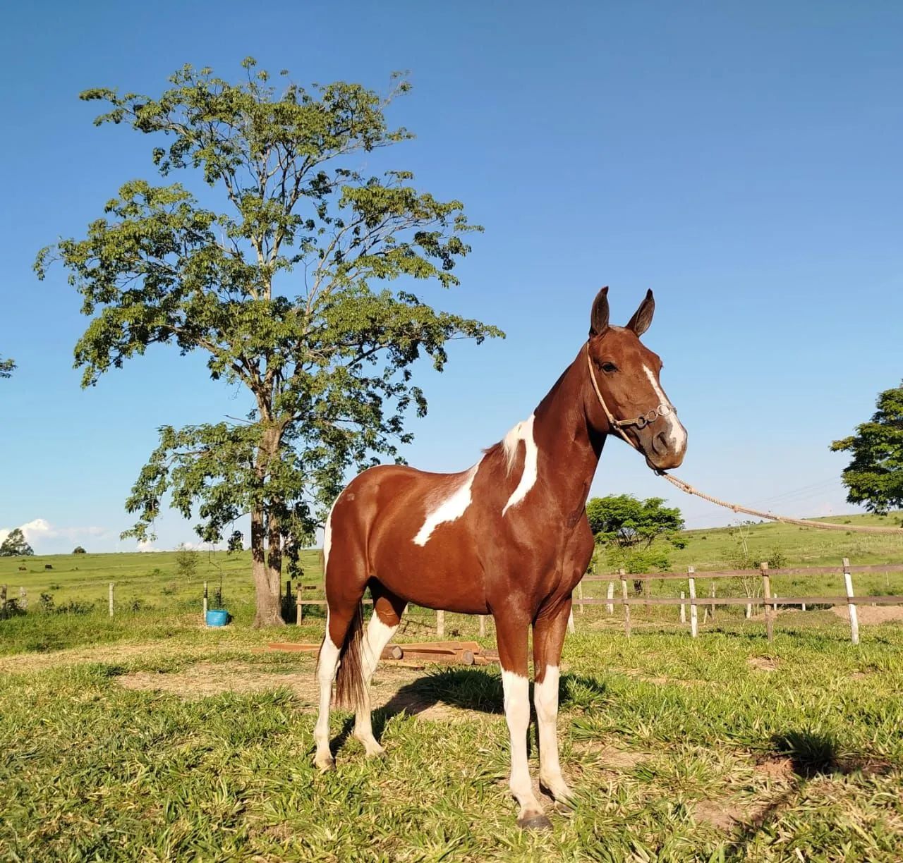 Egua Mangalarga  - Foto 2