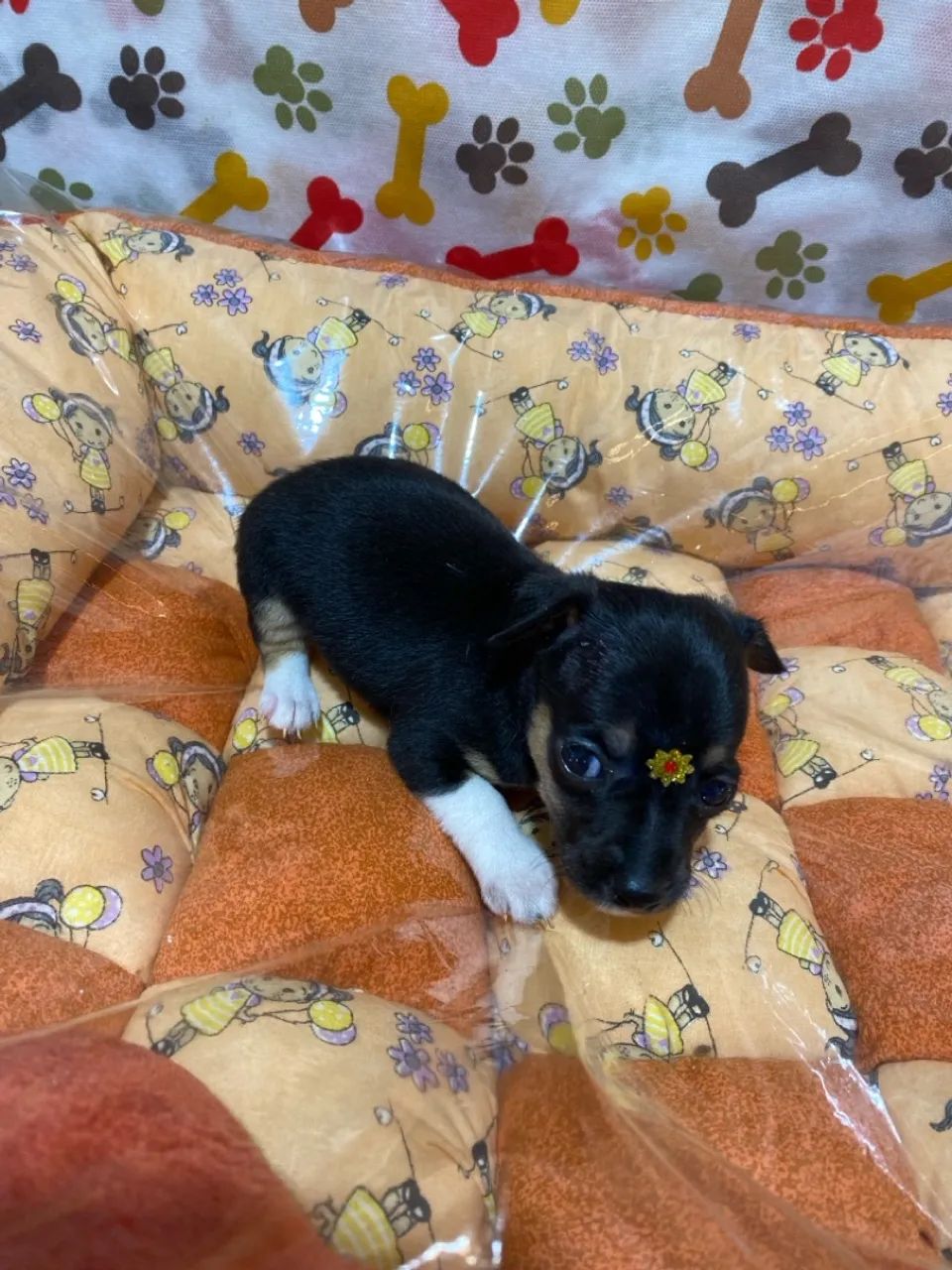 Filhotes de Pinscher fêmea zero - Foto 4