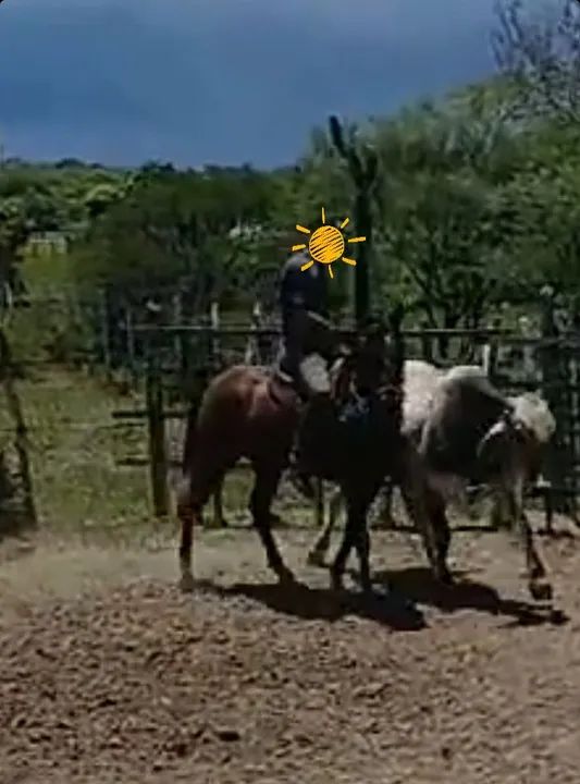 Potro mestiço de QM - Foto 3