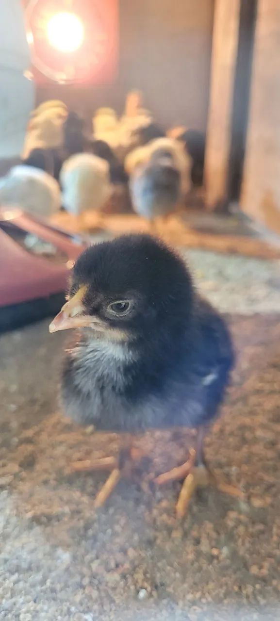 Pintinhos, Frangos (Filhotes de Galinha) - Foto 3